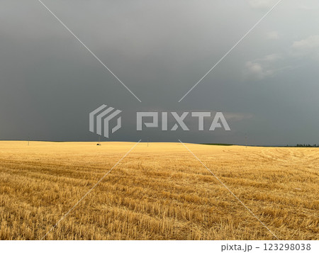 Yellow Wheat Field After Harvest Yellow Wheat Field After Harvest 123298038