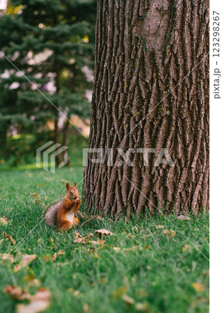 A red squirrel sits in the green grass under a tree in the park and nibbles something 123298267