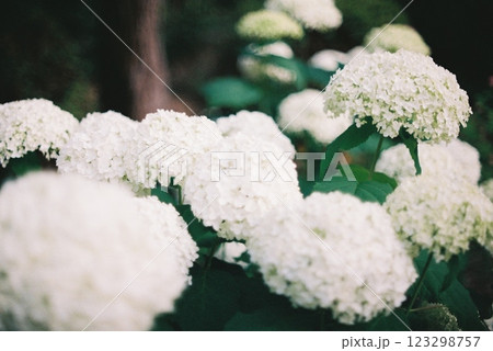白い紫陽花 白い紫陽花 123298757