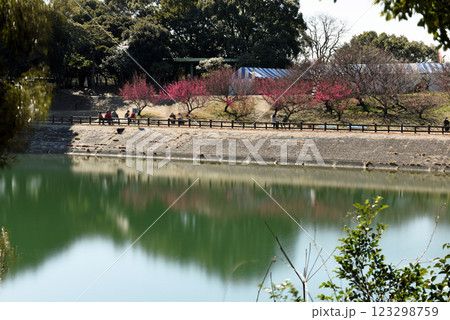 見頃を迎えた佐布里池の梅 123298759