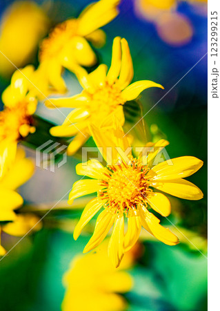 黄色い花 黄色い花 123299215