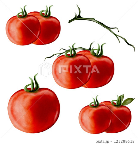 Vibrant watercolor tomatoes set with detailed illustrations on white background Vibrant watercolor tomatoes set with detailed illustrations on white background 123299518