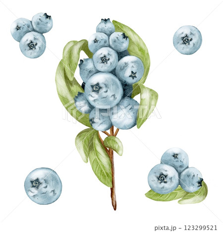 Watercolor depiction of fresh blueberries and leaves on a white background 123299521