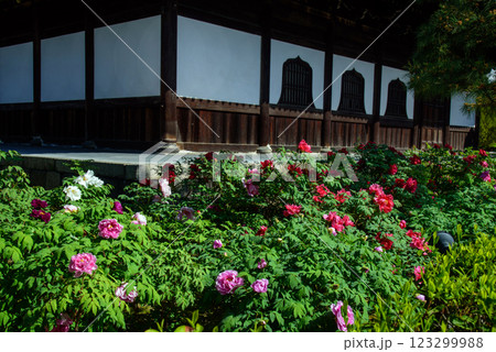 火灯窓とボタンの花 建仁寺 火灯窓とボタンの花 建仁寺 123299988