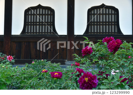 火灯窓とボタンの花　建仁寺 123299990