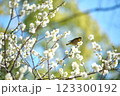 早春の梅とメジロ 123300192