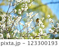 春の梅の花とメジロ 123300193