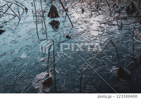 凍結した蓮池【長野県】 123300400