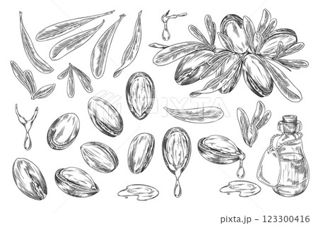 Argan tree branch with leaves and nuts engraved sketch vector set, hand drawn cosmetic and medical plant, bottle of oil Argan tree branch with leaves and nuts engraved sketch vector set, hand drawn cosmetic and medical plant, bottle of oil 123300416