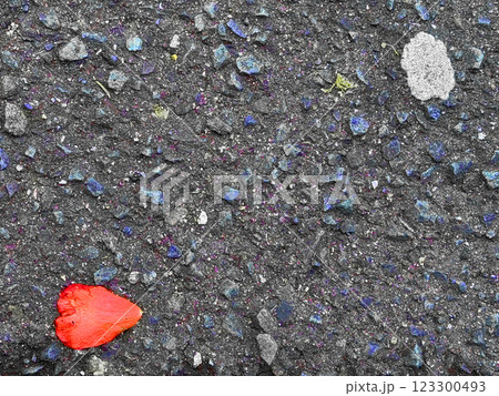 道路に落ちたツバキの花びら 道路に落ちたツバキの花びら 123300493