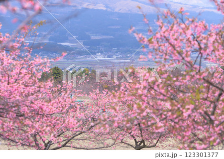 阿蘇山を背景に映える河津桜風景(南阿蘇)熊本県野外劇場アスペクタ 123301377