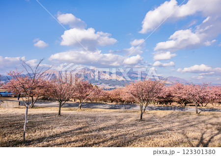 (阿蘇五岳)青空を背景に映える河津桜風景(南阿蘇)熊本県野外劇場アスペクタ 123301380