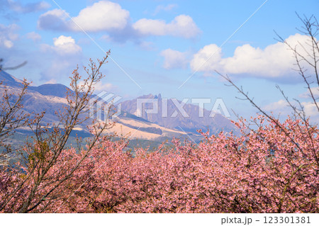 (阿蘇山・根子岳)青空を背景に映える河津桜風景(南阿蘇)熊本県野外劇場アスペクタ (阿蘇山・根子岳)青空を背景に映える河津桜風景(南阿蘇)熊本県野外劇場アスペクタ 123301381