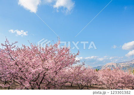 青空を背景に映える河津桜風景(南阿蘇)熊本県野外劇場アスペクタ 123301382