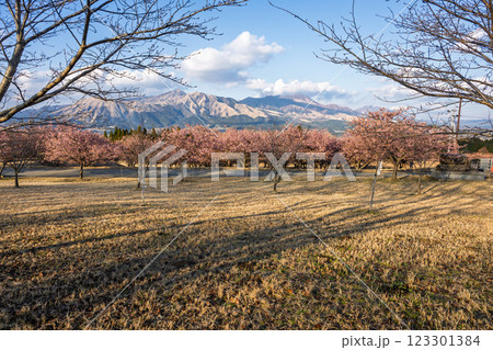 (阿蘇五岳)青空を背景に映える河津桜風景(南阿蘇)熊本県野外劇場アスペクタ 123301384