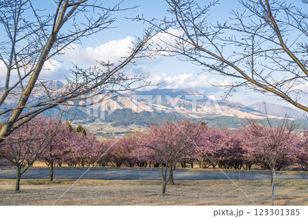 (阿蘇山)青空を背景に映える河津桜風景(南阿蘇)熊本県野外劇場アスペクタ 123301385