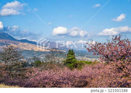 (阿蘇山・根子岳)青空を背景に映える河津桜風景(南阿蘇)熊本県野外劇場アスペクタ 123301386