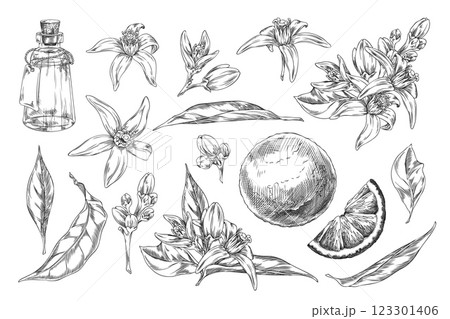 Pencil sketch of neroli flowers, leaves, fruits and bottle of oil, vector illustration. Pencil sketch of neroli flowers, leaves, fruits and bottle of oil, vector illustration. 123301406
