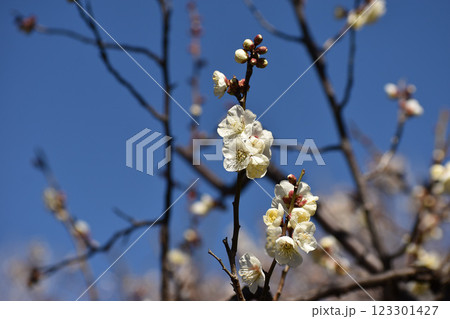 早春の青空に映える白梅 123301427