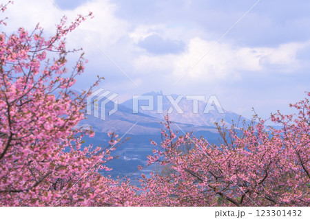 阿蘇山を背景に映える河津桜風景(南阿蘇)熊本県野外劇場アスペクタ 123301432