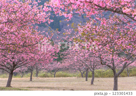 大自然を背景に映える河津桜風景(南阿蘇)熊本県野外劇場アスペクタ 123301433