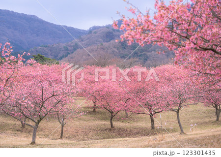 大自然を背景に映える河津桜風景(南阿蘇)熊本県野外劇場アスペクタ 123301435