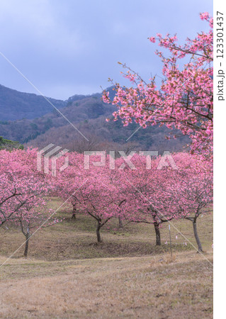 大自然を背景に映える河津桜風景(南阿蘇)熊本県野外劇場アスペクタ 大自然を背景に映える河津桜風景(南阿蘇)熊本県野外劇場アスペクタ 123301437