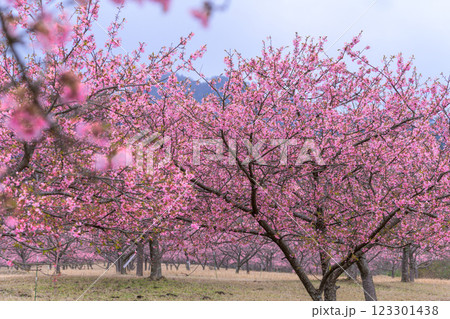 大自然を背景に映える河津桜風景(南阿蘇)熊本県野外劇場アスペクタ 大自然を背景に映える河津桜風景(南阿蘇)熊本県野外劇場アスペクタ 123301438