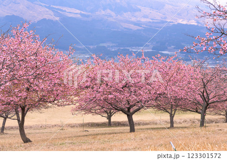 大自然を背景に映える河津桜風景(南阿蘇)熊本県野外劇場アスペクタ 123301572