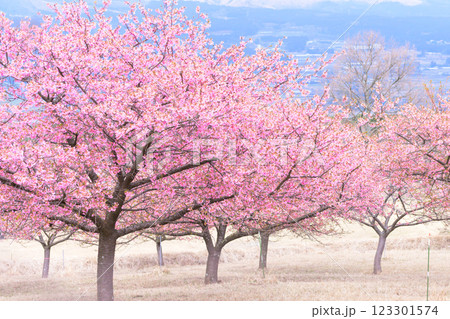 大自然を背景に映える河津桜風景(南阿蘇)熊本県野外劇場アスペクタ 123301574