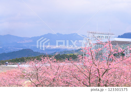大自然を背景に映える河津桜風景(南阿蘇)熊本県野外劇場アスペクタ 123301575