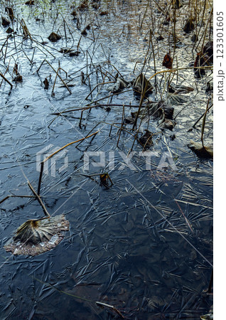 凍結した蓮池【長野県】 凍結した蓮池【長野県】 123301605