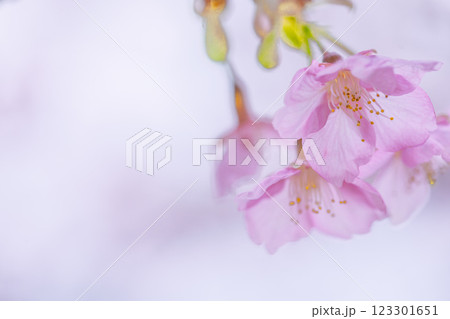 自然光芒に映える河津桜クローズアップ風景(南阿蘇)熊本県野外劇場アスペクタ 自然光芒に映える河津桜クローズアップ風景(南阿蘇)熊本県野外劇場アスペクタ 123301651