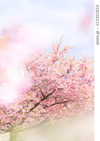 自然光芒に映える河津桜クローズアップ風景(南阿蘇)熊本県野外劇場アスペクタ 自然光芒に映える河津桜クローズアップ風景(南阿蘇)熊本県野外劇場アスペクタ 123301653