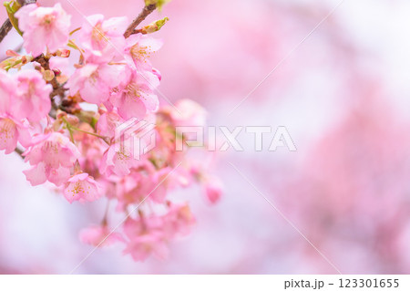 自然光芒に映える河津桜クローズアップ風景(南阿蘇)熊本県野外劇場アスペクタ 123301655