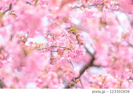 自然光芒に映える河津桜クローズアップ風景(南阿蘇)熊本県野外劇場アスペクタ 123301656
