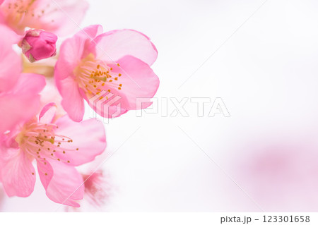 自然光芒に映える河津桜クローズアップ風景(南阿蘇)熊本県野外劇場アスペクタ 自然光芒に映える河津桜クローズアップ風景(南阿蘇)熊本県野外劇場アスペクタ 123301658