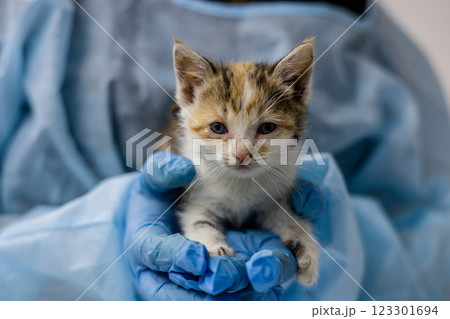 A cute stray kitten found on the street is brought to the vet for a checkup. A vet in blue gloves and a protective suit holds the little stray kitten during a medical checkup. A cute stray kitten found on the street is brought to the vet for a checkup. A vet in blue gloves and a protective suit holds the little stray kitten during a medical checkup. 123301694