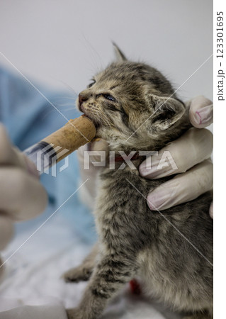 A veterinarian wearing gloves feeds a rescued kitten with a syringe of food, providing the necessary care and nutrition at a veterinary clinic or animal shelter. Abandoned animal rescue. A veterinarian wearing gloves feeds a rescued kitten with a syringe of food, providing the necessary care and nutrition at a veterinary clinic or animal shelter. Abandoned animal rescue. 123301695
