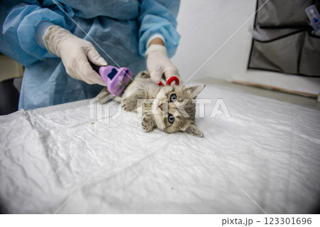 A veterinarian in gloves and a light blue uniform carefully brushes a small gray kitten lying on a table in a veterinary clinic. The veterinarian provides care and attention to the kitten. A veterinarian in gloves and a light blue uniform carefully brushes a small gray kitten lying on a table in a veterinary clinic. The veterinarian provides care and attention to the kitten. 123301696