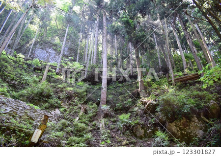 大岳鍾乳洞周辺の自然 123301827