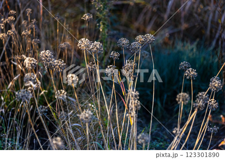 Dried wildflowers stand tall in a sunlit meadow, their delicate seed heads glowing in the golden light. The blurred background of grasses and foliage creates a dreamy, peaceful autumn atmosphere. 123301890