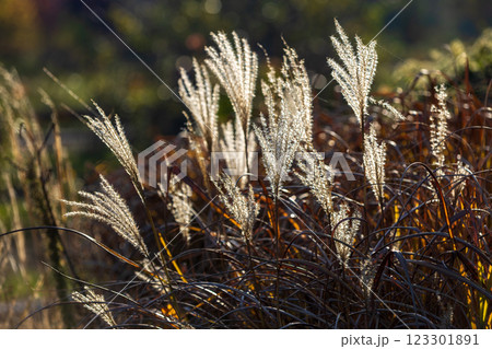 Soft white plumes of tall grass swaying in the breeze, surrounded by golden and brown stems, set against a blurred background of greenery and autumn hues, bathed in warm sunlight. 123301891