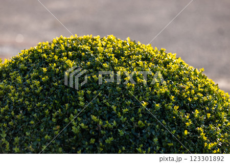 A neatly trimmed, round green bush with vibrant yellow-tipped leaves is bathed in warm sunlight. The blurred background emphasizes the plants lush texture and fresh, natural beauty. 123301892