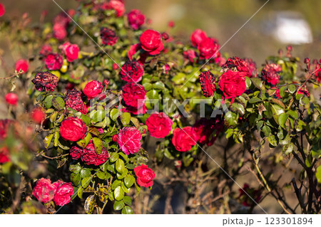 Bright red roses in full bloom mixed with wilting blossoms, surrounded by green leaves, capturing a balance of beauty and decay under the warm sunlight of a serene garden. Bright red roses in full bloom mixed with wilting blossoms, surrounded by green leaves, capturing a balance of beauty and decay under the warm sunlight of a serene garden. 123301894
