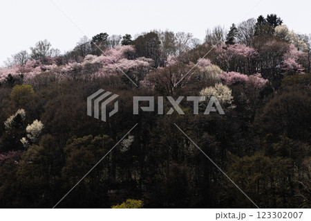 山に咲く山桜 山に咲く山桜 123302007