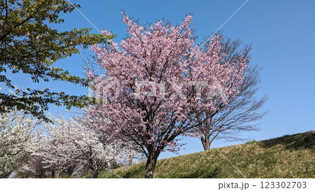 青空に映える満開の桜 123302703