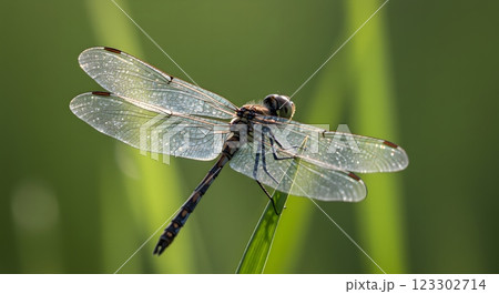 Dragonfly with Transparent Wings Resting on a Blade of Grass 123302714