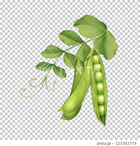 Green peas, pods and leaves. Hand-drawn illustration Green peas, pods and leaves. Hand-drawn illustration 123302778