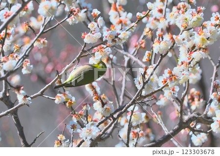 梅にメジロ 123303678